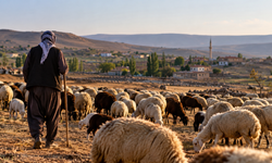 Gaziantep’te İthal Çoban Dönemi Başlıyor