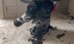 Dakikalarca ölen eşini uyandırmaya çalıştı