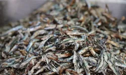 Gastronomi Kentinde Hamsi Festivali Coşkusu