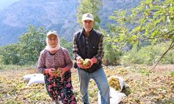 Kestane üreticisinin gözü rekolte ve fiyatlarda