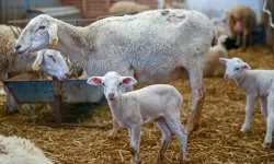 Gaziantepli Üreticilere 12 Milyon TL Müjdesi