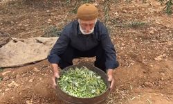 Oğuzeli’nde zeytin hasadı başladı