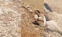 Gaziantep’te Yıldırım Sürüyü Vurdu