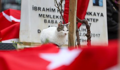 Şehitlikten Ayrılmayan Kedi, Ailelerin Teselli Kaynağı Oldu