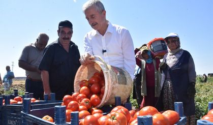 Şahinbey'de domatesin fiyatı tarladan pazara değişmiyor