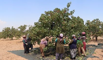 Gaziantep Fıstığında Alarm: Hasat Öncesi Sert Tedbirler