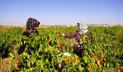 Kırsaldaki çiftçi kadınlar ev ekonomisini kalkındırıyor