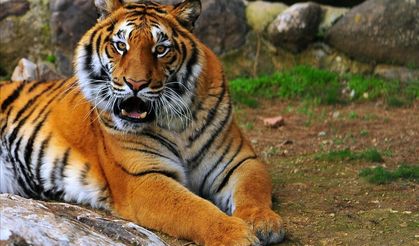 Gaziantep Hayvanat Bahçesi'nden renkli kareler!