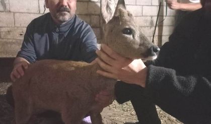 Gaziantep'te  Yavru Karaca Emin Ellerde