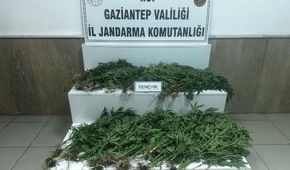 Gaziantep'te 403 Kök Kenevir Ele Geçirildi!