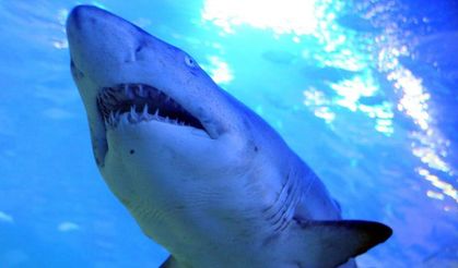 Doğa Alarm Veriyor: Köpekbalıklarının Dişleri Çürüyebilir