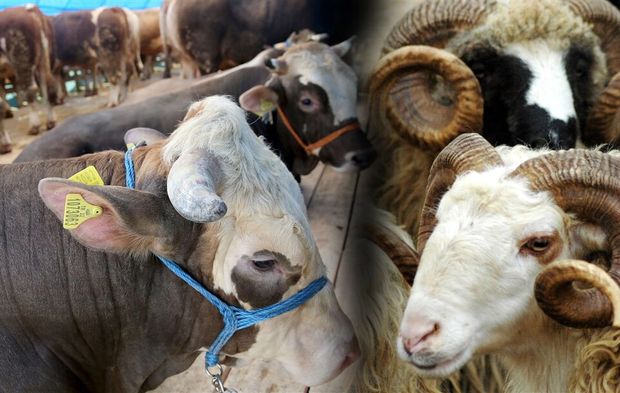 Gaziantep Besicilere Dev Destek: 108 Bin Hayvan Dağıtılacak