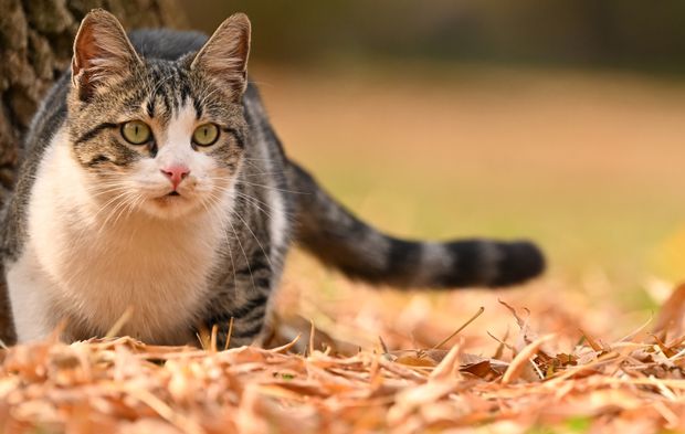 Sarının ve Turuncunun Şehri Gaziantep'te Sonbahar Keyfi