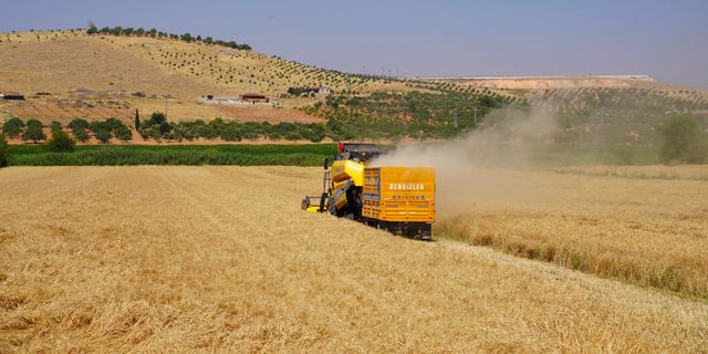 Oğuzeli'nde Yerli Buğday Hasadı Başladı