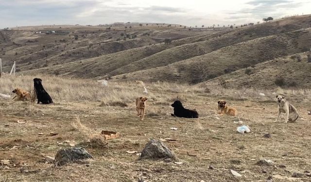 Başıboş Köpek Sürüleri Koyunları Andırıyor