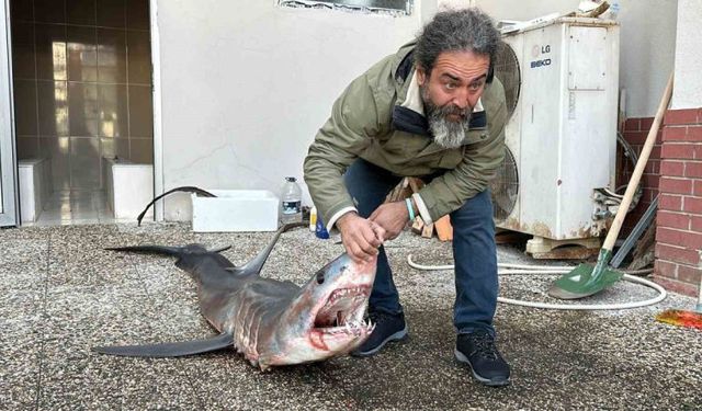 Mako Köpek Balığı Kıyıya Vurdu! İşte İç Acıtıcı Görüntüler