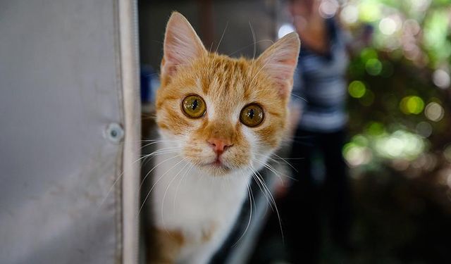 Rüyada kedi görmek ne anlama geliyor?