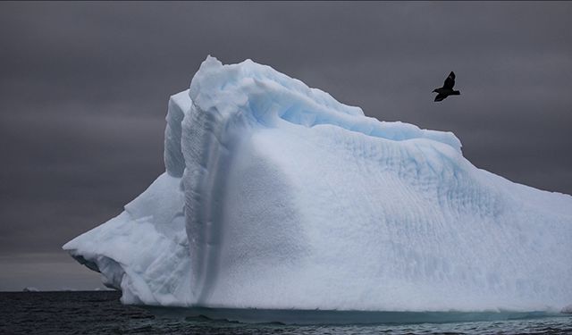 Antarktika Ana Karasında İlk Kez Kuş Gribi Tespit Edildi: Bilim İnsanları Şaşkın