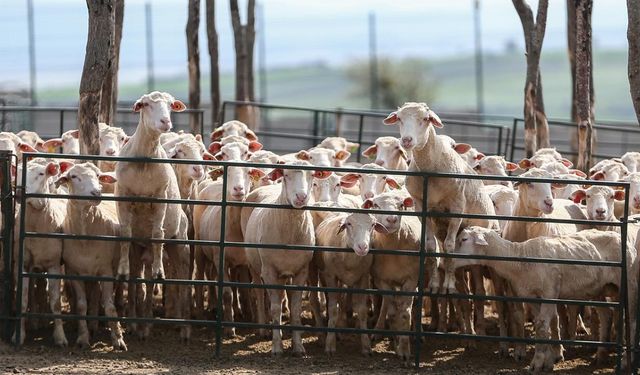 Adana'da görüldü: Mavi dil virüsü nedir, belirtileri nelerdir?