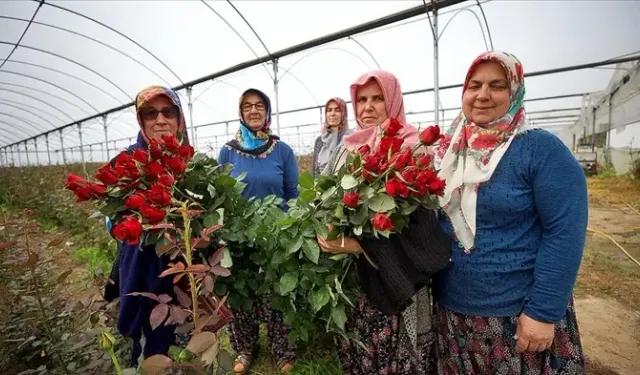 Osmaniye'de Gül Seraları Kadınların İş Yeri Haline Geldi