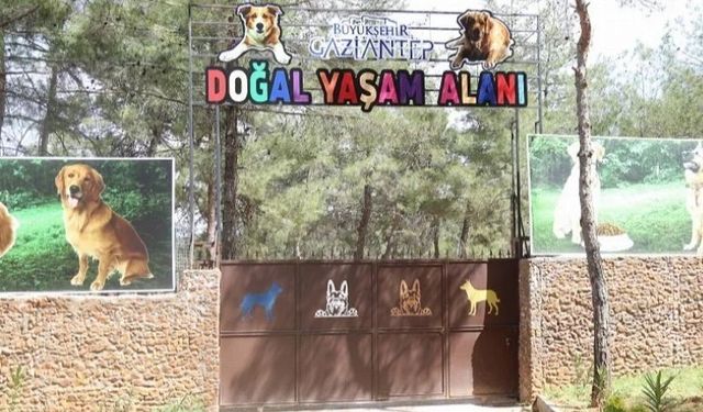 Gaziantep Sokak Hayvanlarını Unutmadı!