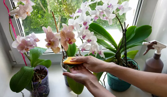 Orkidenizin çiçek açmamasının nedeni bu olabilir! Bu yöntemle orkideniz sadece 1 haftada çiçek açacak