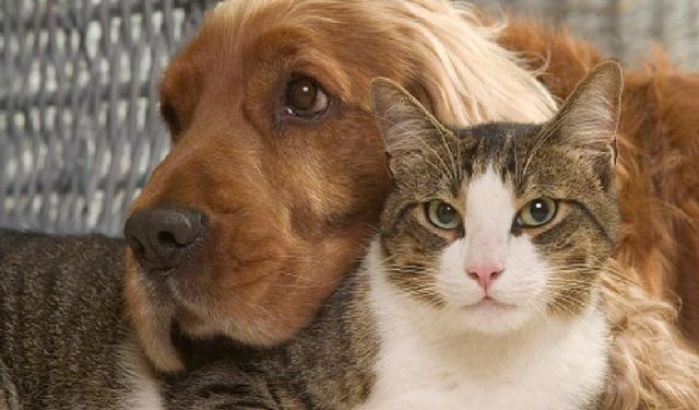 Kedi ve köpekler için sağlıklı beslenme ipuçları nelerdir?