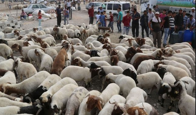 Üreticiye en büyük darbe veteriner masraflarından