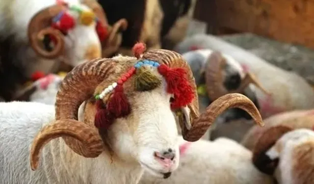 Kurbanı sakın böyle kesmeyin, nedeni şok edecek!