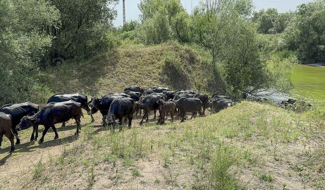 Tokat’ta Afrika'yı aratmayan görüntüler…