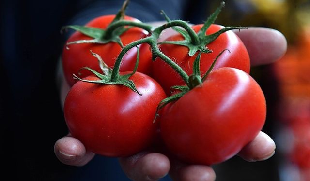 Çabuk Bozulan Domateslere Çare Bu Haberde!