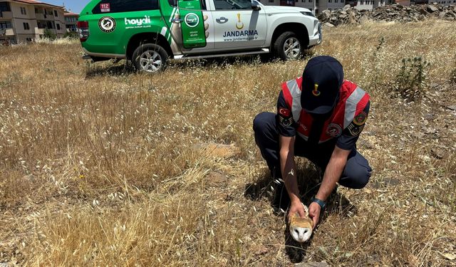 Gaziantep'te bulunan yaralı şahin ve baykuş kurtarıldı