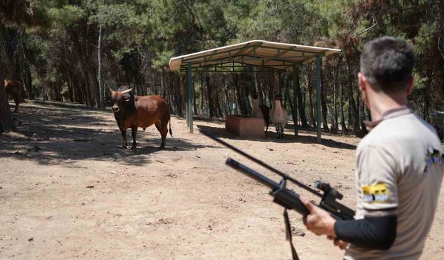 Gaziantep’te kurban yakalama timi kuruldu