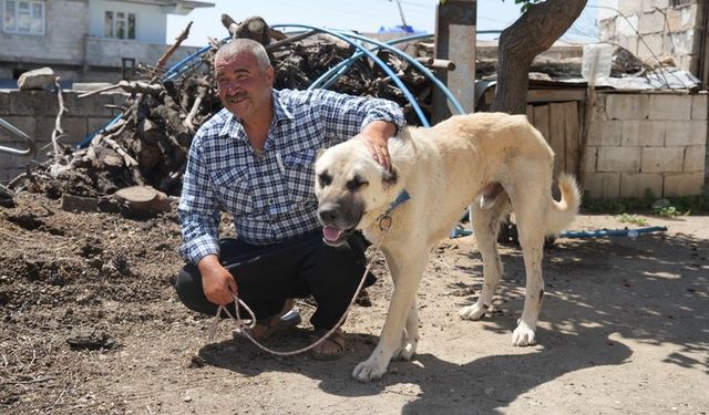 Güvenlik köpeklere emanet