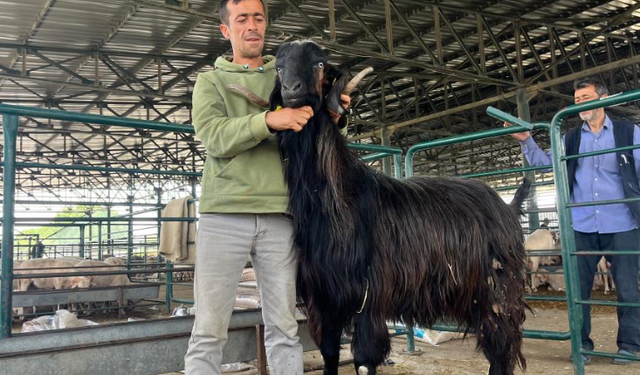 Dana kadar keçi sözü gerçek oldu