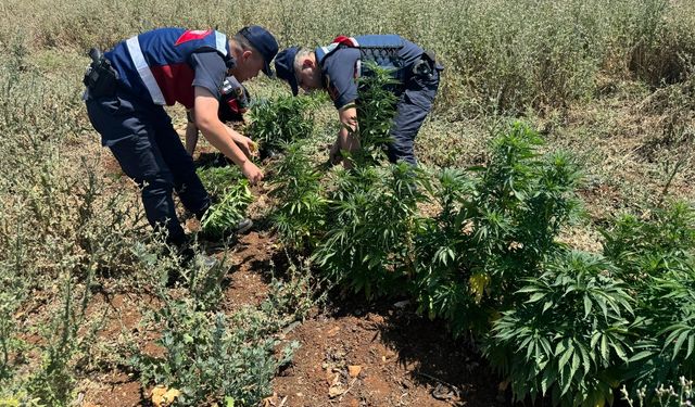 Gaziantep'te tarladan kenevir fışkırdı