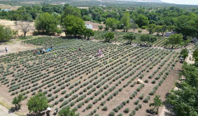 Kilis’te lavanta hasadı başladı