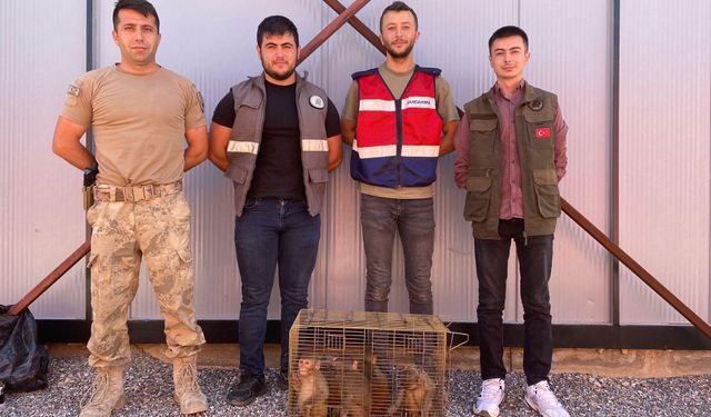 Gaziantep Hayvanat Bahçesi’ne yeni üyeler