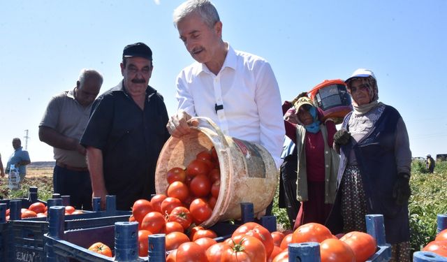 Şahinbey’in fideler ilk meyvelerini verdi!