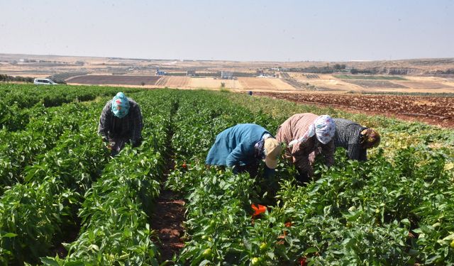 Gaziantepli kadınlar hasat için kolları sıvadı