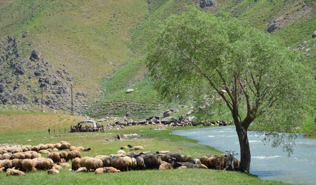 Şap Hastalığı nedeniyle hayvan girişi yasaklandı