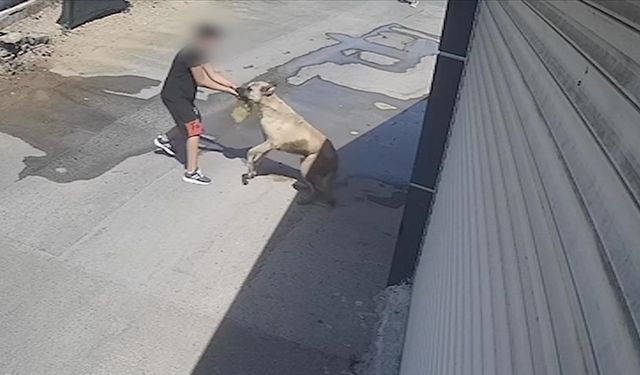 Sokak köpeği terör estirdi