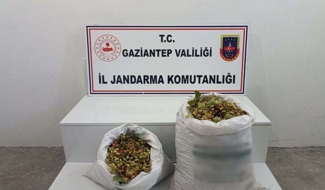 Gaziantep'te fıstık hırsızları suçüstü yakalandı!