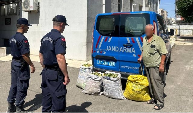 Gaziantep'te jandarma fıstık hırsızlarına göz açtırmadı