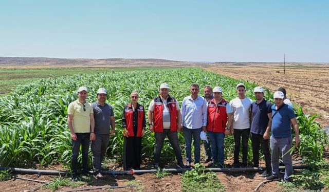 Gaziantep'te besiciler bu bitkiyi konuşuyor