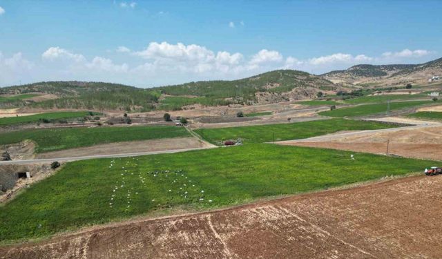 Kilis’te acı hasat başladı!