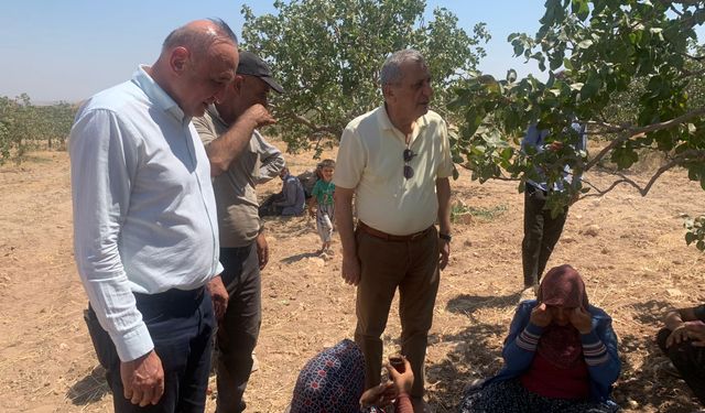 Gaziantep’te CHP’li vekiller fıstık tarlalarında