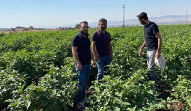 Gaziantep’te kurutmalık patlıcan üretimi sıkı denetimde!