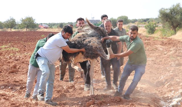 Sahipsiz deve kuşu Gaziantep'e getirildi