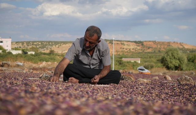 Yeşil altın güneşe serildi!